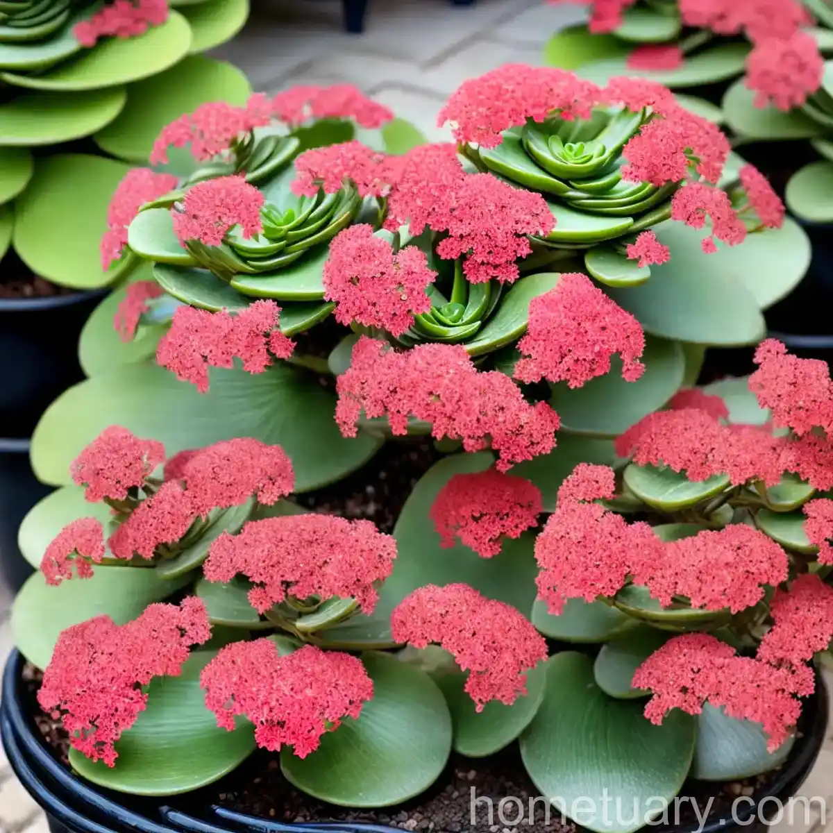 Mother-of-millions (Kalanchoe Daigremontiana)