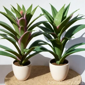 Nakedstem Livingvase (Aechmea Nudicaulis)