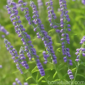 Narrow-Leaved Vetch (Vicia Sativa)