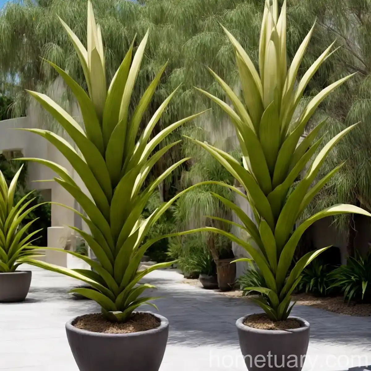 Palma China (Yucca Decipiens)