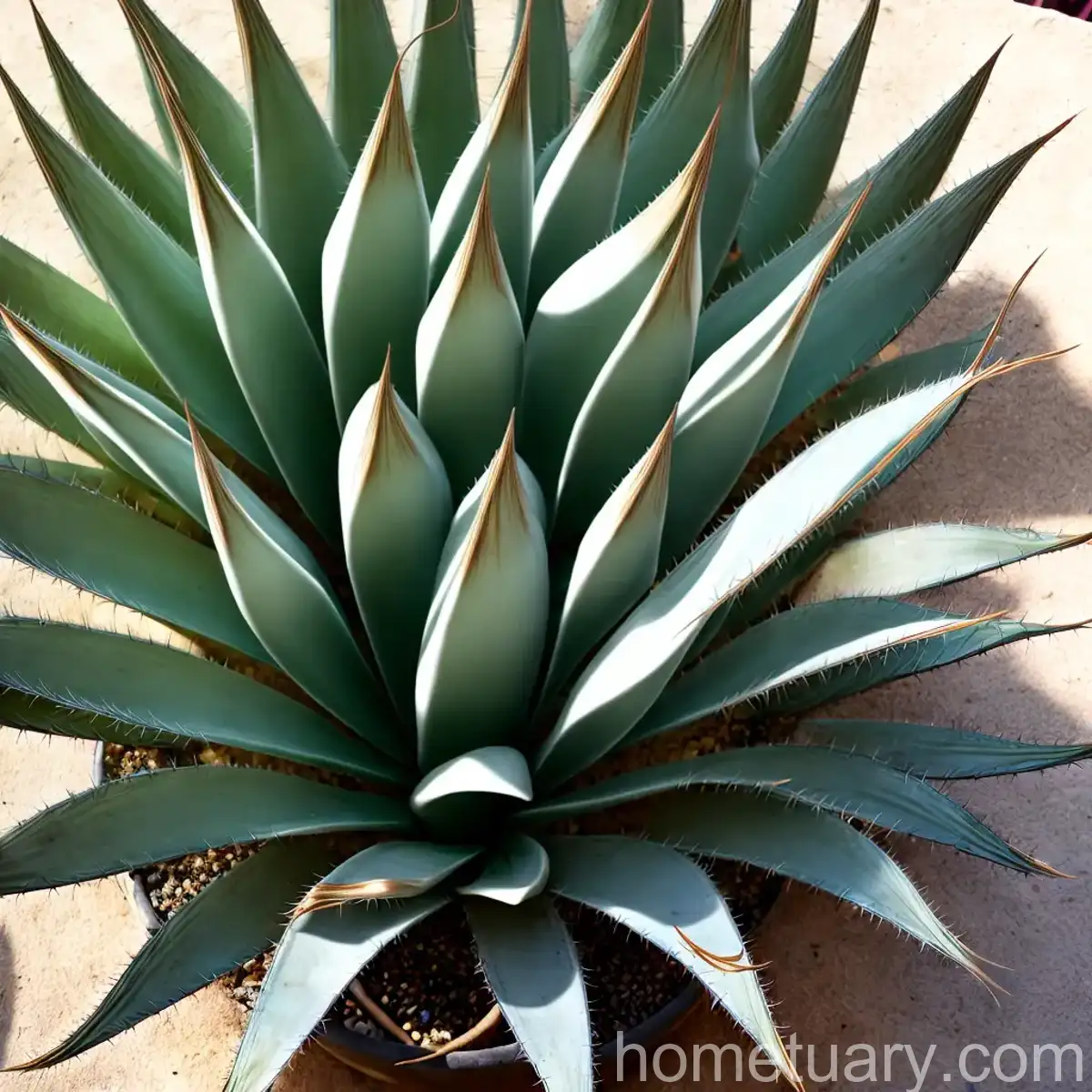 Parry’s Agave (Agave Parryi)