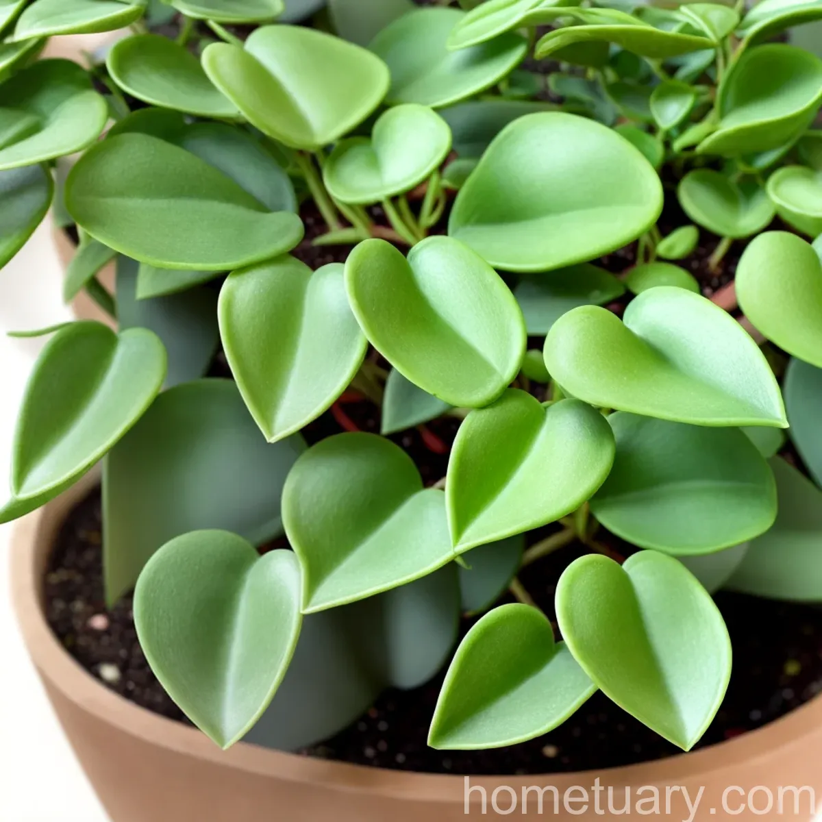 Peperomia “Piccolo Banda” (Peperomia ‘Piccolo Banda’)