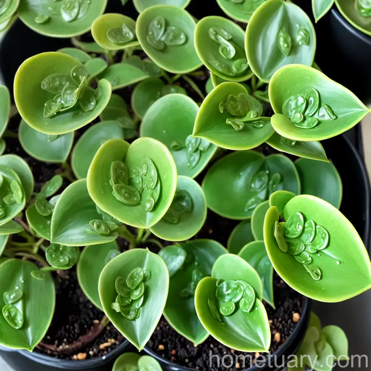 Peperomia Polybotrya ‘Raindrop’ (Peperomia Polybotrya)