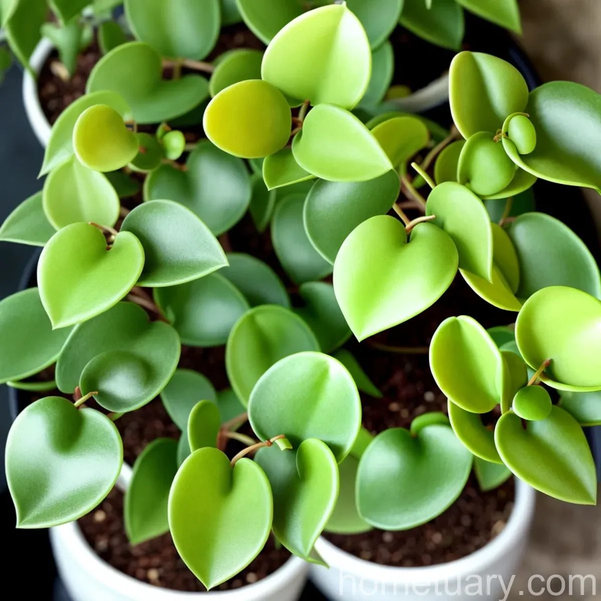 Peperomia Scandens (Peperomia Scandens)