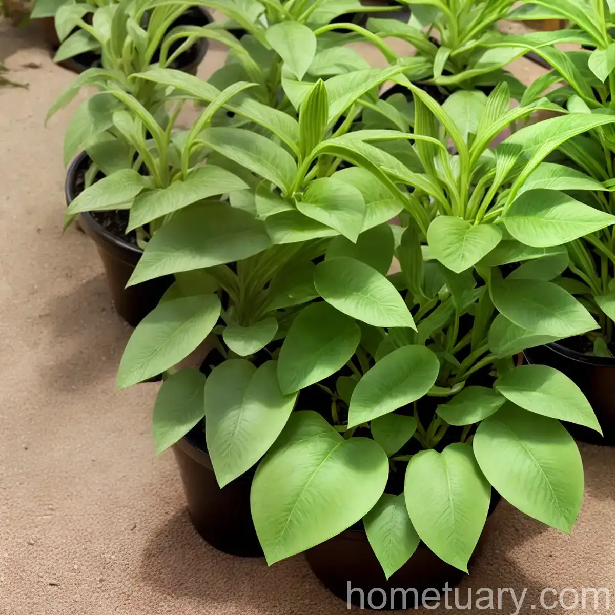 Perennial Hyoseris (Hyoseris Radiata)