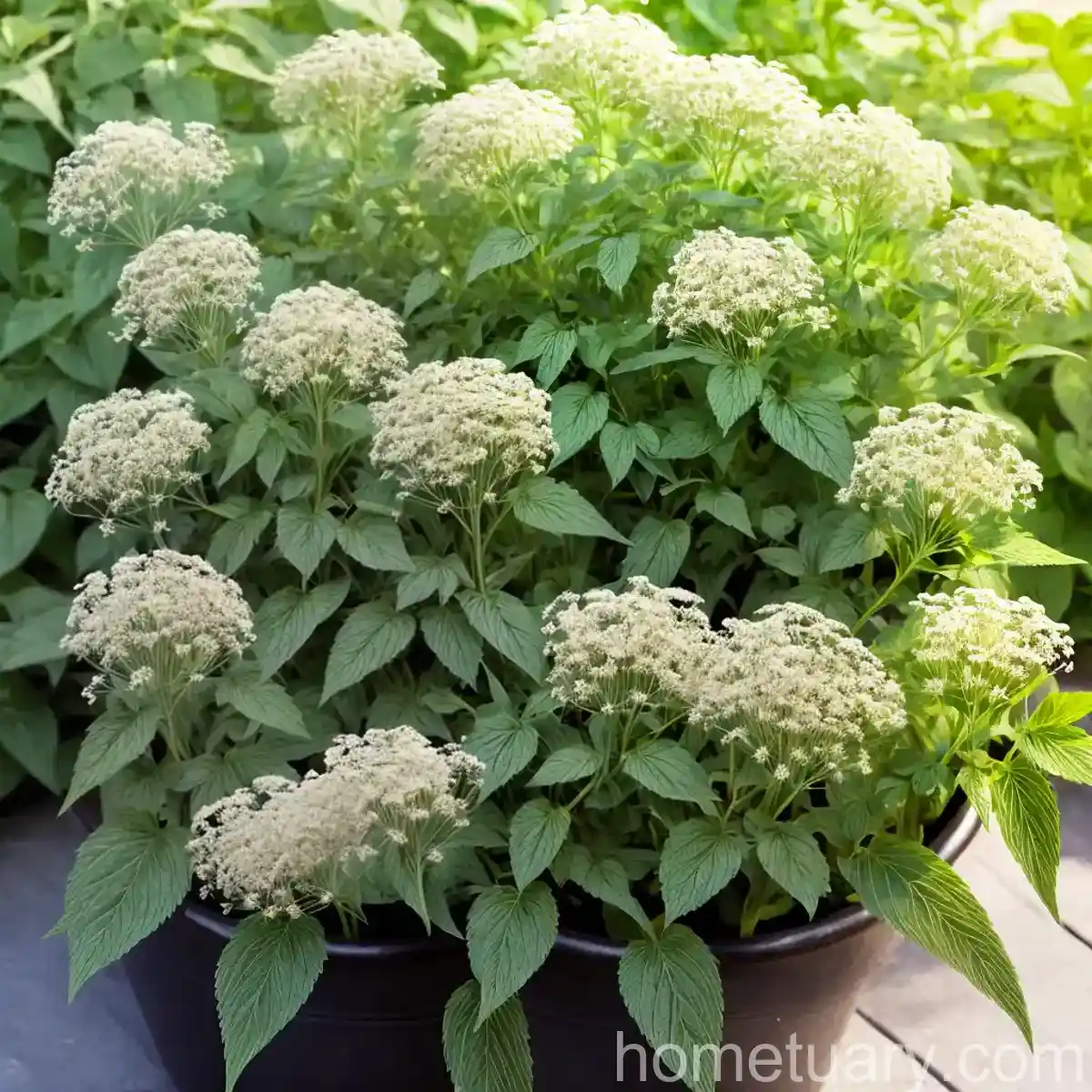 Perennial Pepperweed (Lepidium Latifolium)