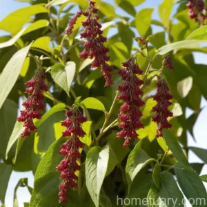 Pheasant-berry (Leycesteria Formosa)