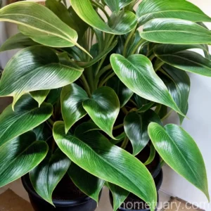 Philodendron ‘mccolley’s Finale’ (Philodendron ‘mccolley’s Finale’)
