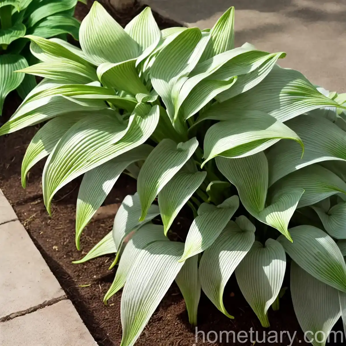 Plantain Lily (Hosta Plantaginea)