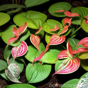Poison Dart Frog Caladium (Caladium ‘poison Dart Frog’)