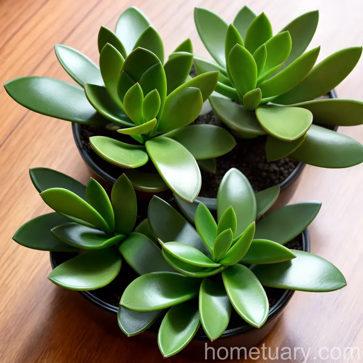 Propeller Plant (Crassula Falcata)