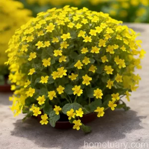 Prostrate Hedge-Mustard (Sisymbrium Polyceratium)