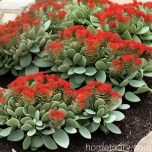 Red Wiggle (Sedum Ochroleucum)