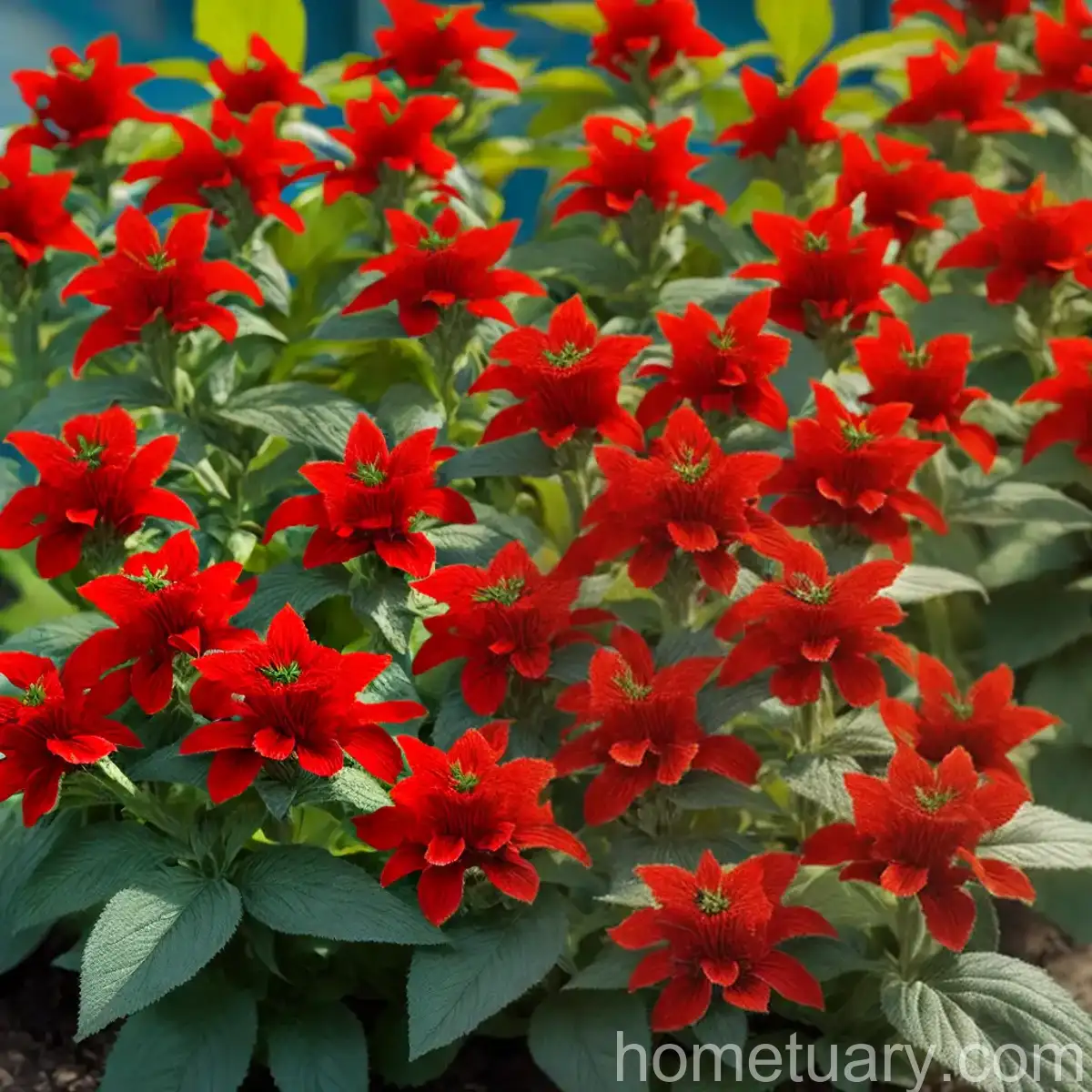 Scarlet Sage (Salvia Splendens)