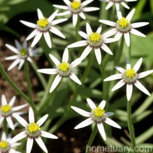 Shepherd’S-Needle (Scandix Pecten-veneris)
