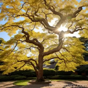 Shirasawa Maple (Acer Shirasawanum)
