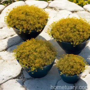 Shoreline Purslane (Sesuvium Portulacastrum)