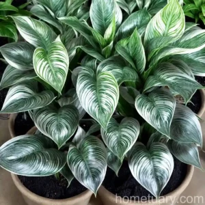 Silver Variegated Calathea (Calathea Picturata ‘argentea’)