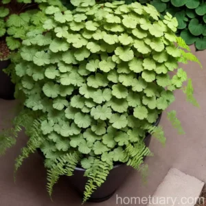 Southern Maidenhair Fern (Adiantum Capillus-veneris)