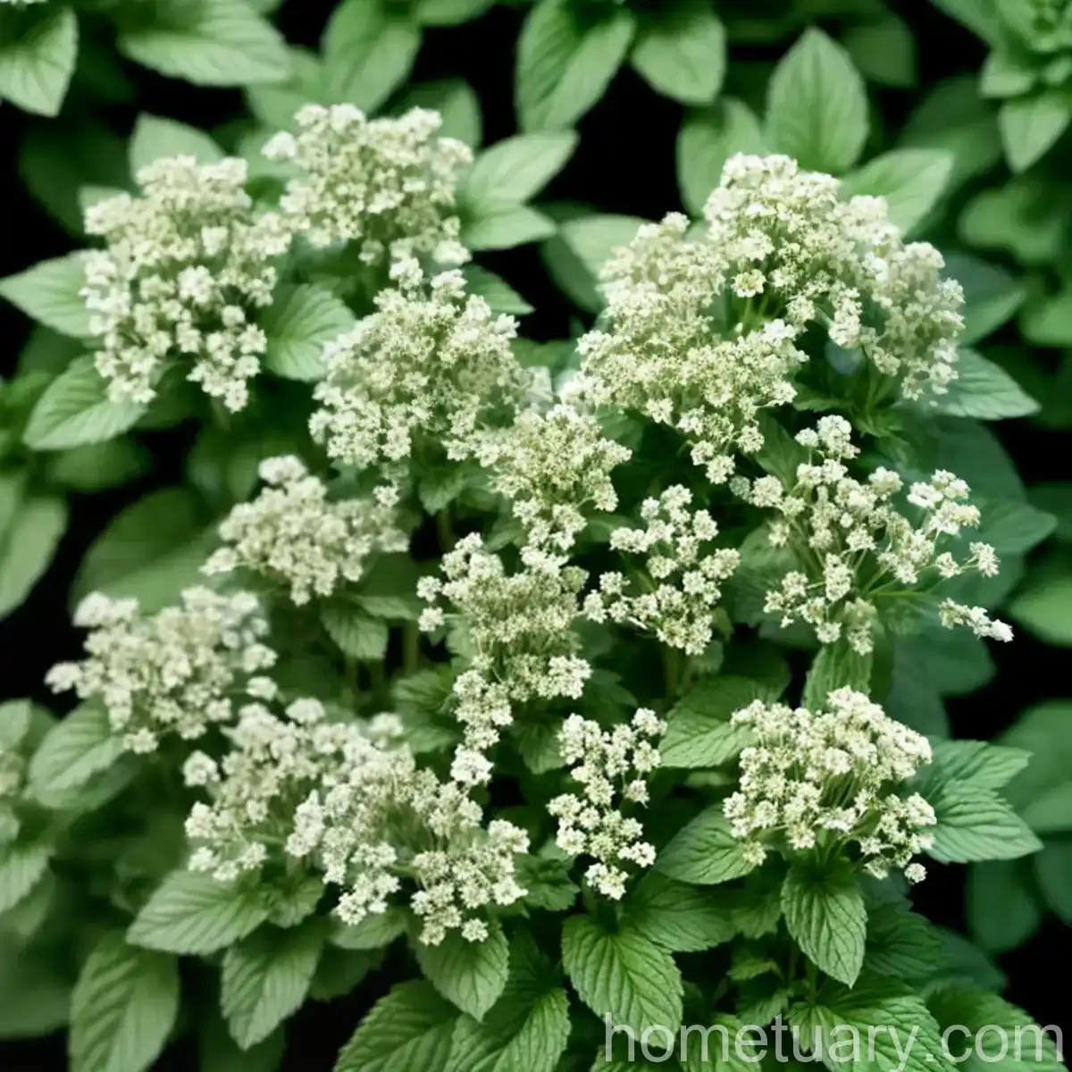 Spearmint (Mentha Spicata)