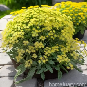 Spring Groundsel, Eastern Groundsel (Senecio Vernalis)