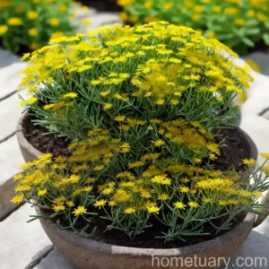 Sticky Groundsel (Senecio Viscosus)
