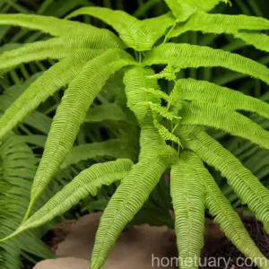 Striped Brake (Pteris Quadriaurita)