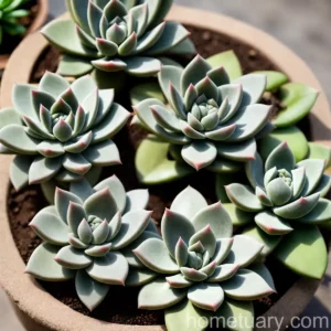 Succulent Sesame (Uncarina Grandidieri)