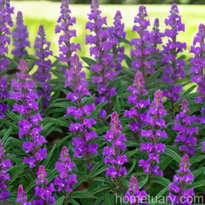 Summer Snapdragon (Angelonia Angustifolia)