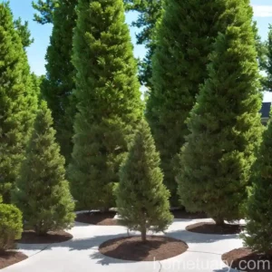 Top Point Atlantic White Cypress (Chamaecyparis Thyoides ‘top Point’)