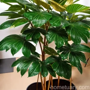 Umbrella Tree Gold Capella (Schefflera Gold Capella)