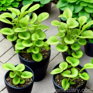 Venus’S Navelwort (Omphalodes Linifolia)