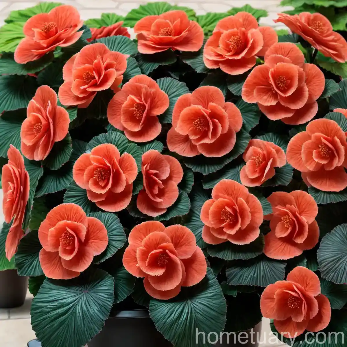 Wax Begonia (Begonia X Semperflorens-cultorum)