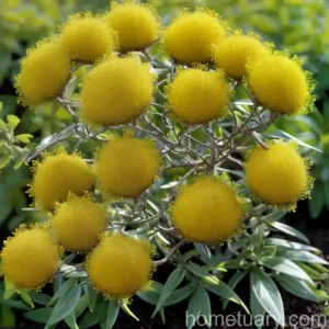 Wire-netting Bush (Corokia Cotoneaster)