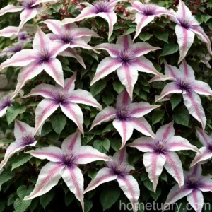 Clematis (Clematis ‘Rouge Cardinal’)