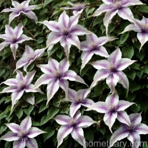 Clematis (Clematis ‘Snow Queen’)