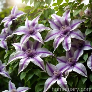 Clematis (Clematis ‘Ville De Lyon’)