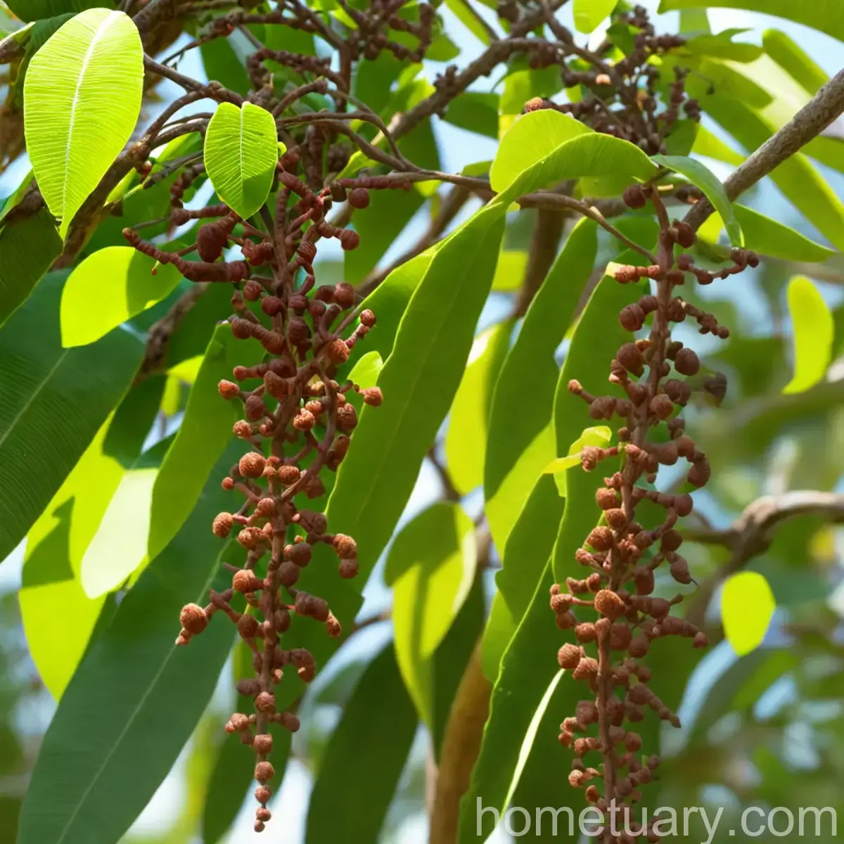 Littleleaf False Tamarind (Lysiloma Watsonii)