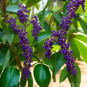 Pigeon Berry (Duranta Erecta ‘Cuban Gold’)