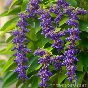 Pigeon Berry (Duranta Erecta ‘Gold Edge’)