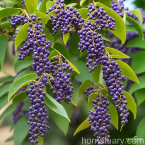Pigeon Berry (Duranta Erecta ‘Gold Mound’)