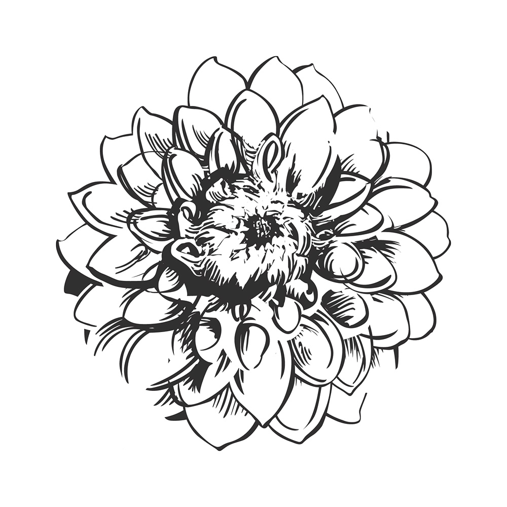 Dahlia 'Karma Yin Yang'